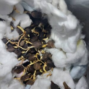 malaysian supergene sprouted nuts(pack of 500)