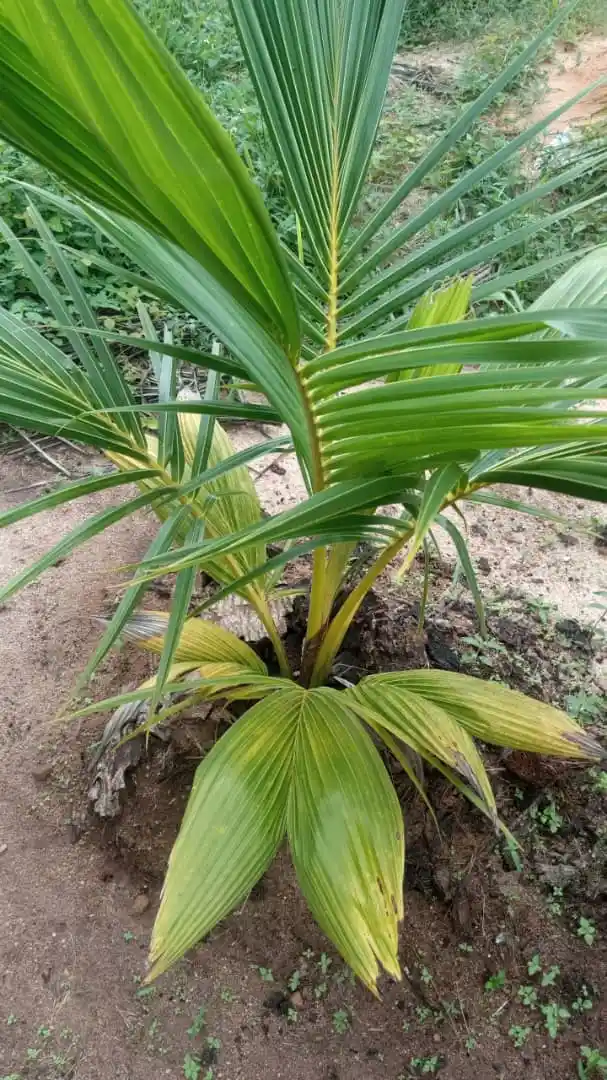 local coconut seedling (badagry tall variety) local coconut seedling (badagry tall variety)