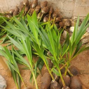malaysian dwarf coconut seedling