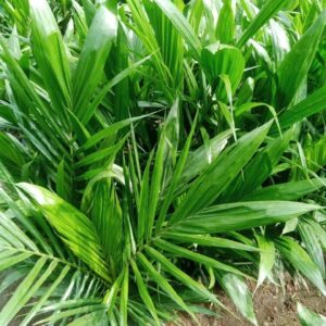 malaysian supergene oil palm seedling