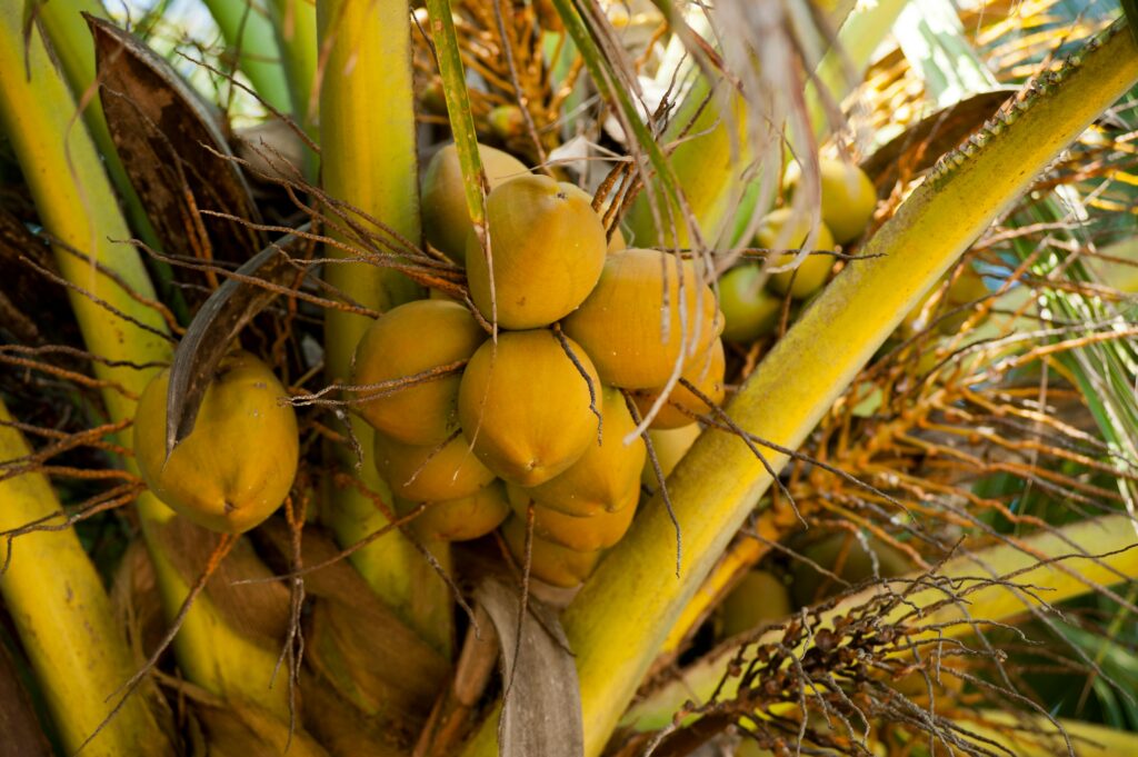 Best Variety of Coconut for Commercial Farming in Nigeria (2026 Guide)