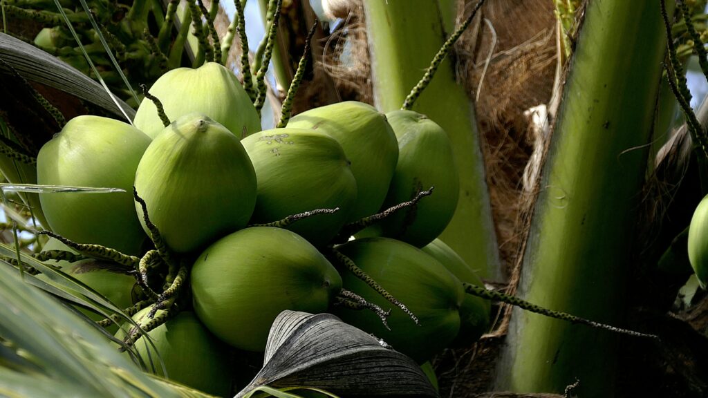 Cost of Starting a Coconut Farm in Nigeria (2026 Guide)