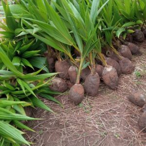 Home hybrid coconut seedling (tall variety)